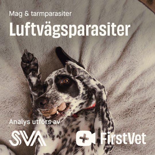 Avföringsprov luftvägsparasiter paket - Luftvägsparasit