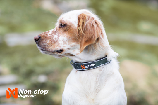 Roam Collar Vadderat Halsband - Black / XS