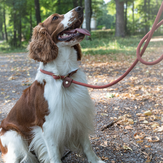 Retrieverkoppel Torekov Rusty Bronze 210 cm - Denjo Dogs M