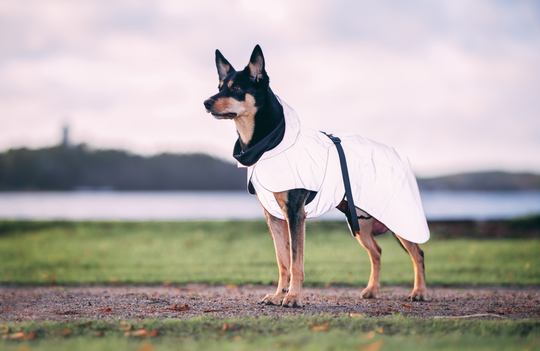 Reflekterande Regnjacka Hund, Rosa - 20