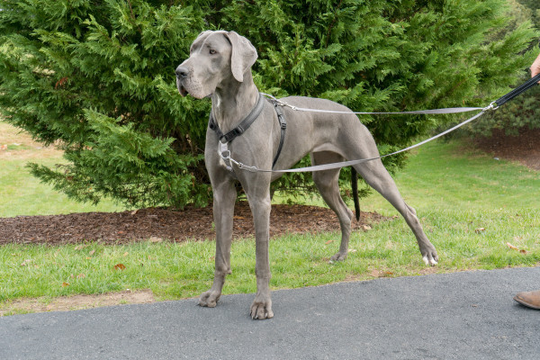 PetSafe - Silver - Antidrag koppel