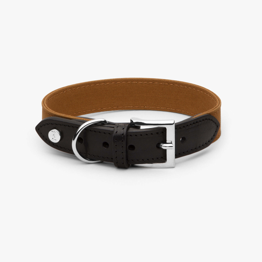 Hundhalsband Signature Senapsgul Svart - Denjo Dogs S