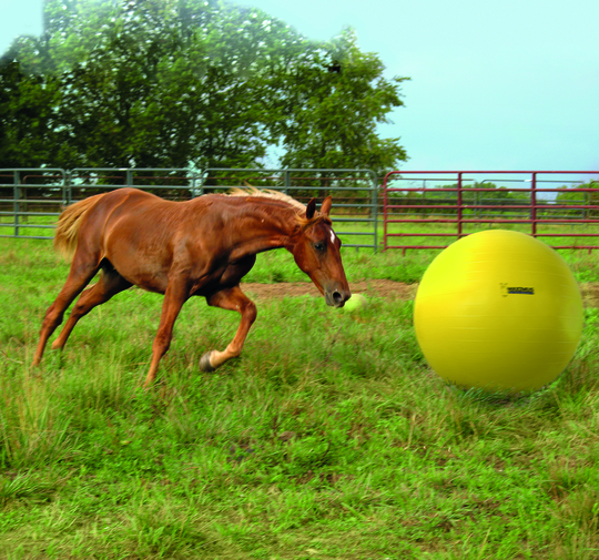 Holland Animal Care - "Power" lekboll för häst - 100 cm