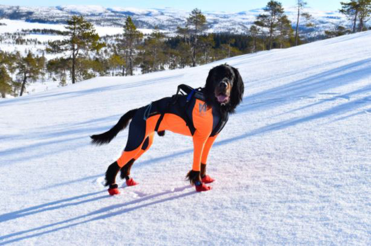 Non-Stop Dogwear Protector Snow - Helkroppstäcke Vinter - För tikar (XS)